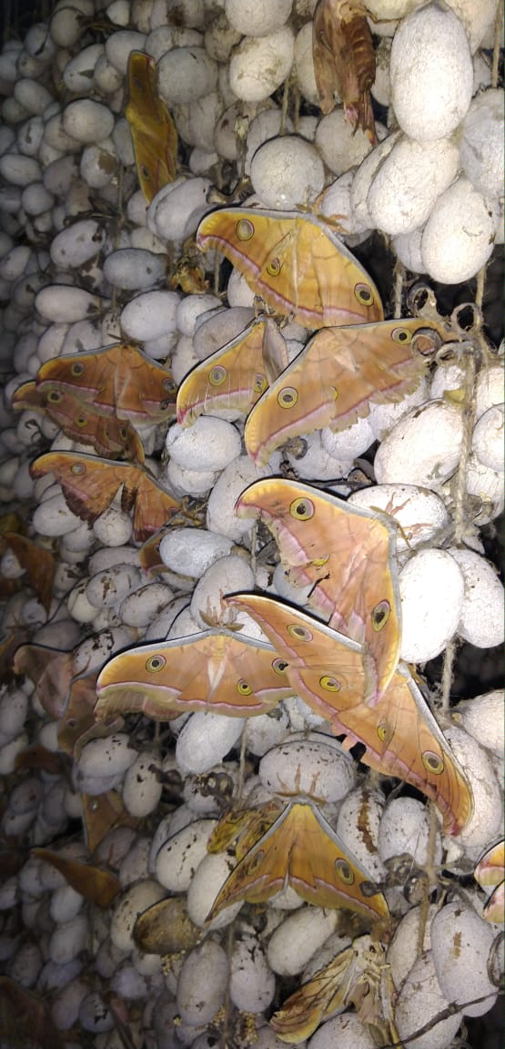 cocccon's tweet photo. After weeks of extreme dry season, fresh breeze of rain arrived in #jharkhand &amp; #silkmoths came out of #cocoons . At project Cocccon each #silkworm completes it's #metamorphosis 
#peacesilk #crueltyfreesilk #CrueltyFree #silk #organicsilk #organicfashion  #sustainablefashion https://t.co/Htt21zksvm