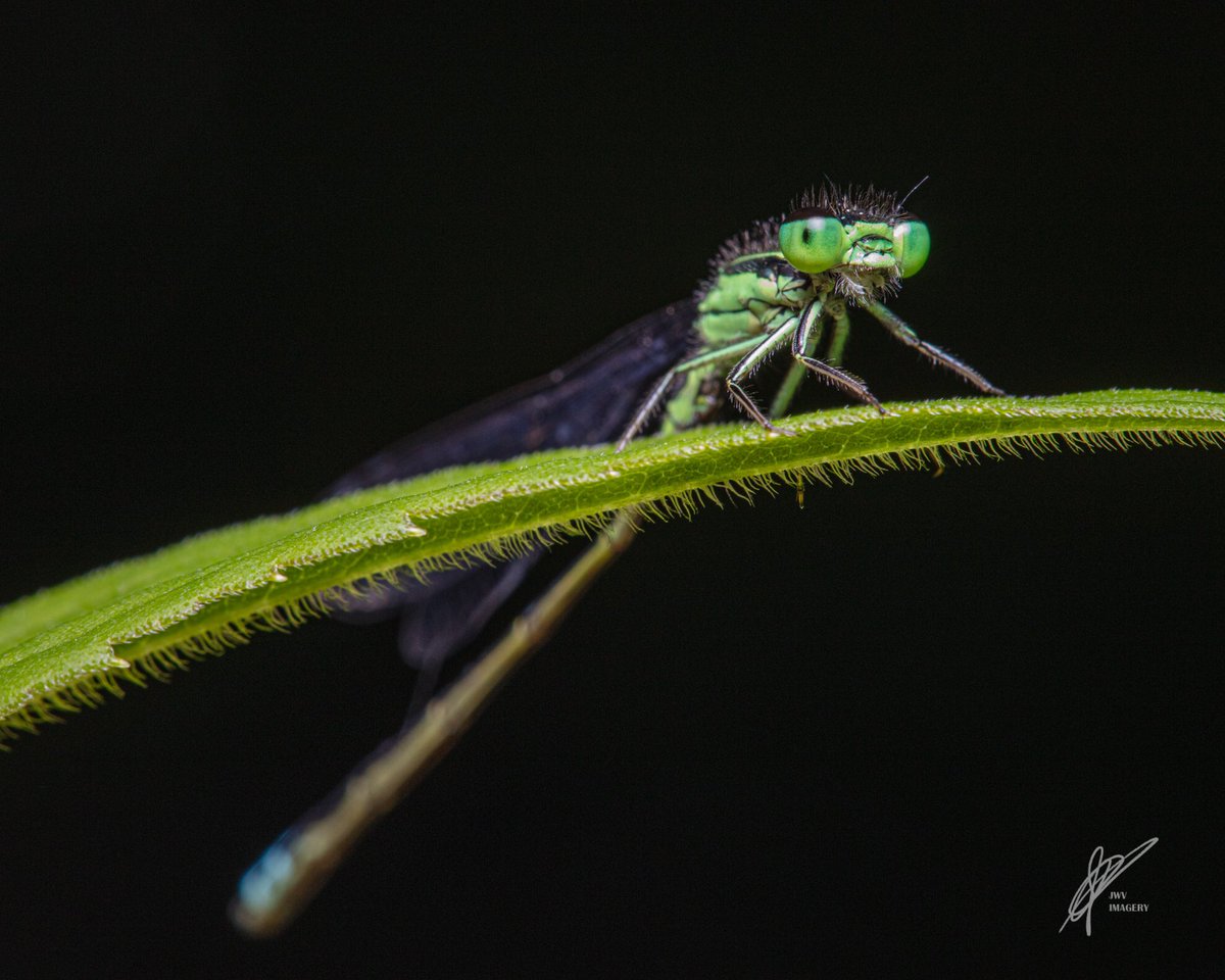 - Damselfly Zygoptera -
.
.
.
.
.
 #macrophotography #macroworld #natureshots #kings_insects #macro_captures #mta_macro #macro_holic #macroexperience #electric_macro #insects_of_our_world  #canonphotos #canoneos #canonphotographer #jwvimagery #damselfly #insects #dragonfly