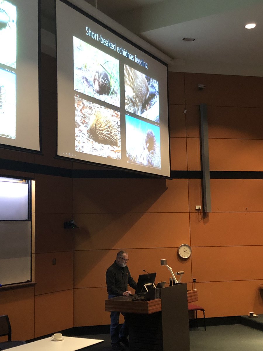 Amy_Edwards3's tweet photo. @topechidna explaining that short beaked echidnas have short beaks... are spiky... and eat ants. 🐜 🦔 #AMSCon2019 @AusMammals https://t.co/OcWEIexPcW