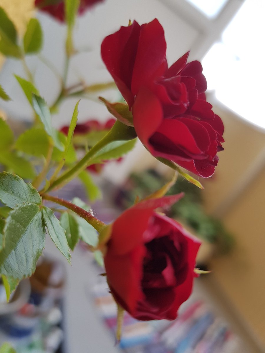 dunkla_rum's tweet photo. Morgonkram ❤
Någon skulle upp extra tidigt,
sen skulle inte någon det.
Grattis till mig.
Nu sitter jag iaf med en mugg te & några kakor härute innan jag måste sätta fart. #hejaoss https://t.co/4x3Cm717EB