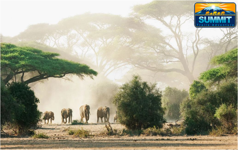 SummitTrailsAdv's tweet photo. If you love fun and adventure, #Kenya is a melting pot with an endless array of activities and destinations that promise undiluted fun.
 It is the world center for animal safaris and active adventure holidays. 
https://t.co/VXP9GCw2C1 https://t.co/whDk3I2hXF