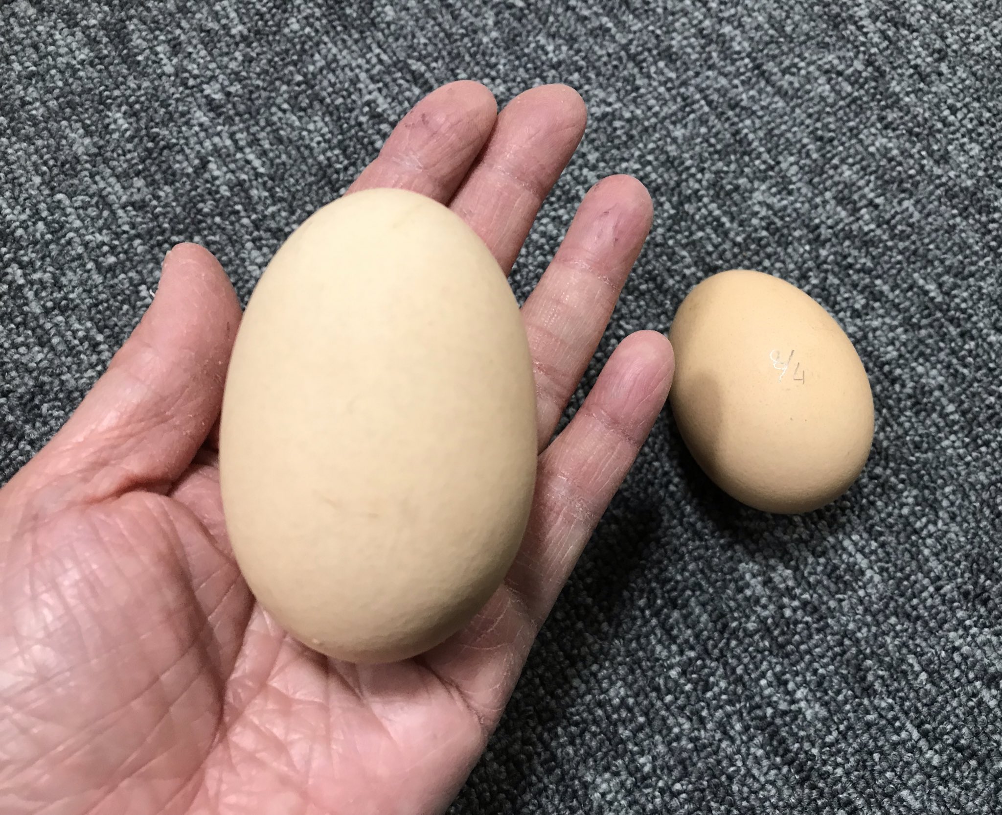 تويتر らはのひ على تويتر ブラマちゃんの大きい卵 いつもの倍の大きさ ごまみちゃんの卵かな ブルマちゃんの卵かな キジ 卵といつもの大きさのブラマ卵と一緒に孵卵器に入れてみます ブラマ ニワトリ 人工孵化 東京牧場 T Co Az7ujjrwsq
