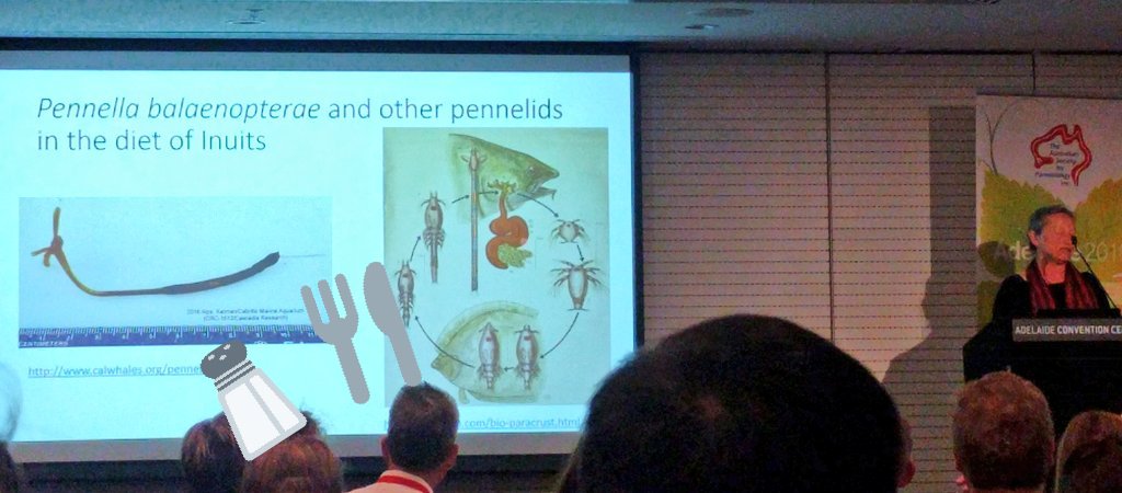 scientist_mum's tweet image. Did u know this fish parasite (long worm below) is a delicacy in the Inuits diet? It burrows to anchor in the heart for blood, backend (egg sac) left hanging under the gill cover! Wonder what it tastes like🙈! Fascinating Talk! Thx Prof.Barbara Nowak! #2019ASP #AS_para #aussocmic