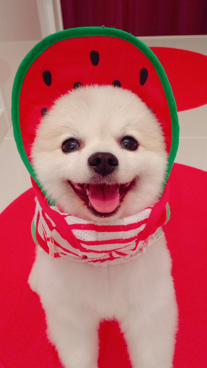 はりけ んず前田登 笑顔のゲンキ アカマル 犬 何があっても守りたい