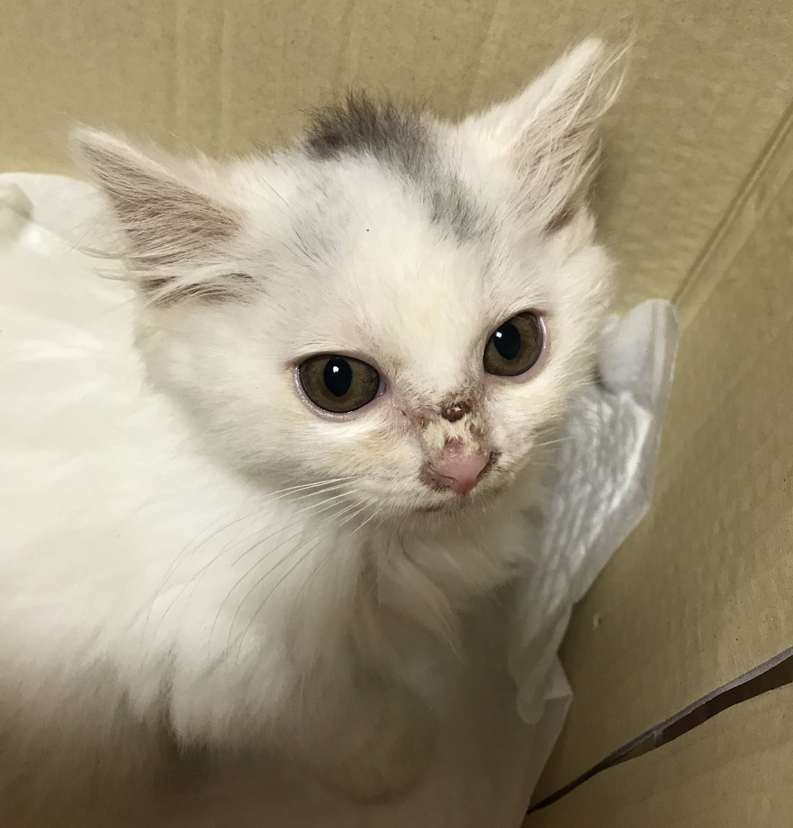 예쁜 친구 평생 데리고 사실 분 구해요!

지역 마산창원진해
부산 / 울산은 데려다 드릴 수 있을 것 같아요!
자세한 건 타래로!