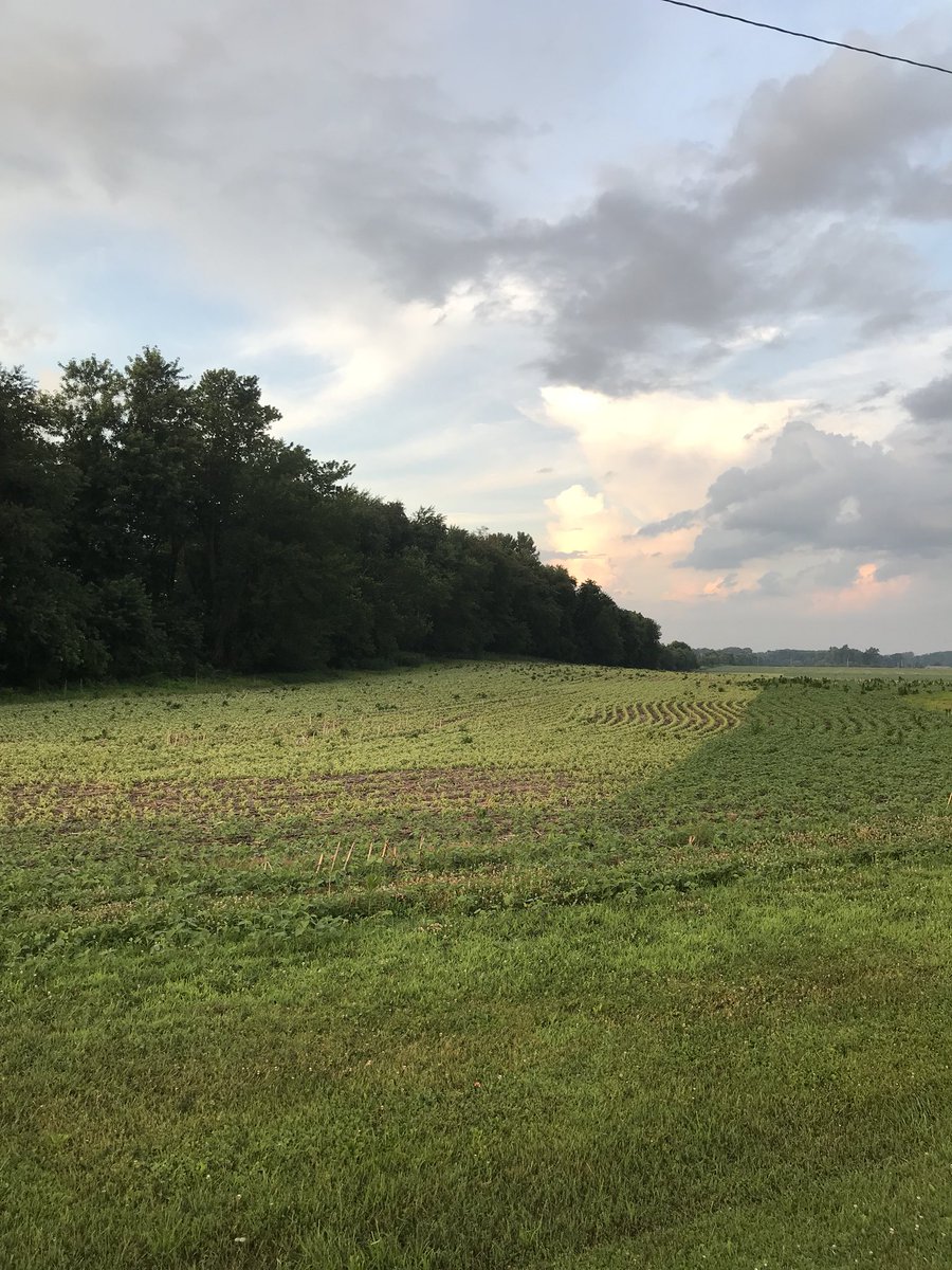 KZarate1081's tweet photo. @LEAADFarms So about my previous post.... my neighbors LL beans got sprayed with roundup and dicamba #sprayfail https://t.co/kg4tCa7RMb