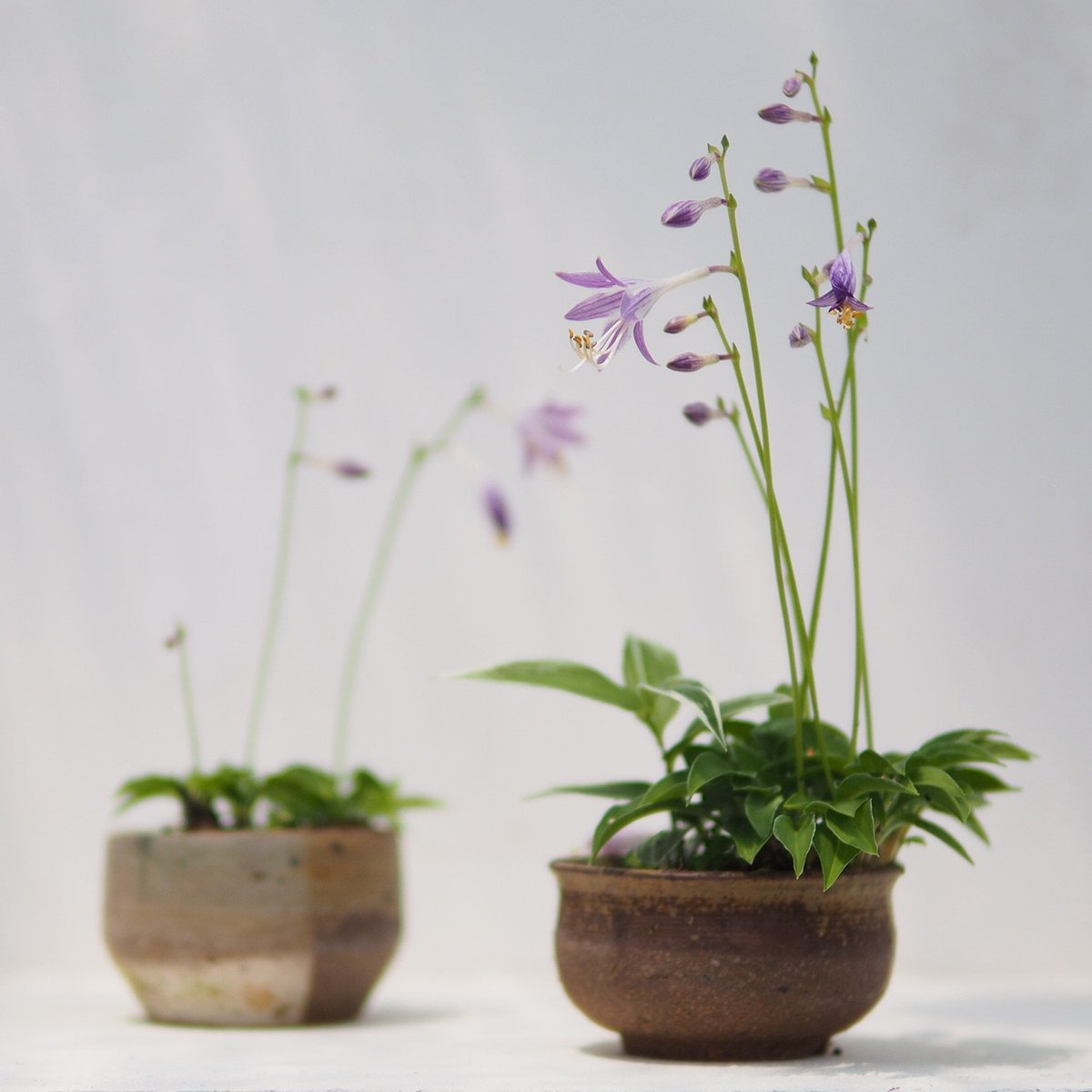 ぼんさい屋とき 今年もオトメギボウシが咲きました 植え替えせず今年で7年目になります 盆栽 オトメギボウシ 盆栽鉢 今日の一鉢 ぼんさい屋とき ぼんさい屋とき 今年もオトメギボウシが咲きました 植え替えせず今年で7年目になります 盆栽 オトメギボウシ 盆栽鉢 今日の一鉢 ぼんさい屋とき