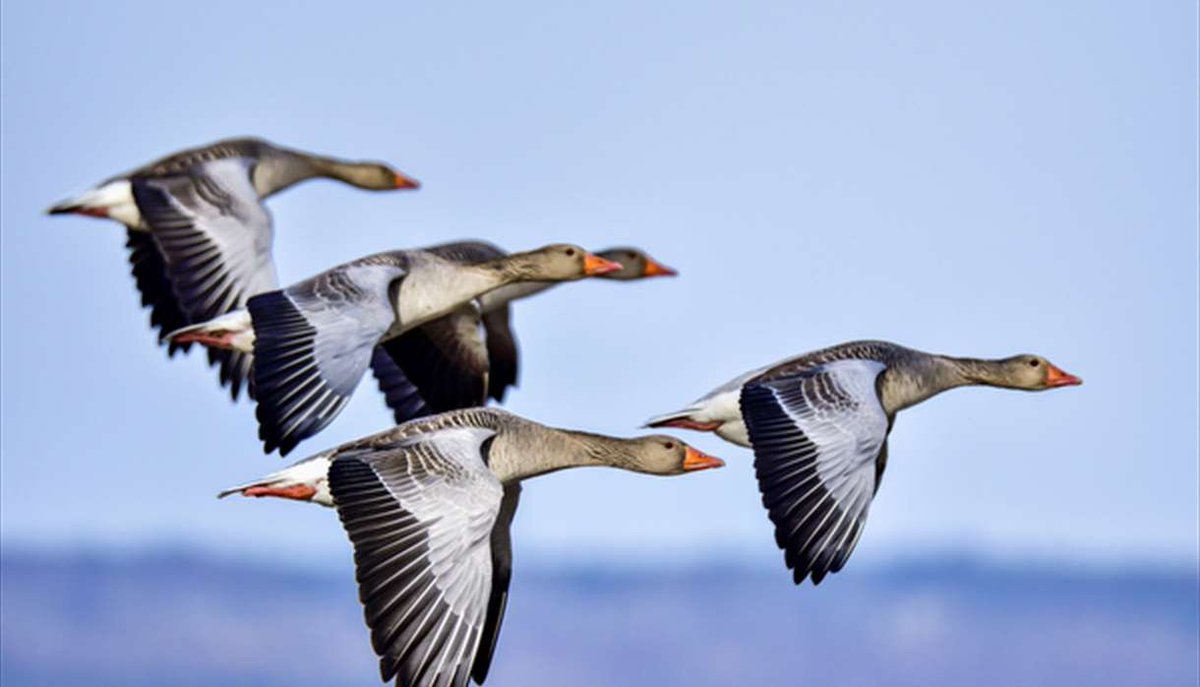 visitexeter's tweet image. Don't miss the brand new exhibition, Birds without borders, opening at @RAMMuseum on 20th July which explores the incredible feats of migration some birds achieve in order to survive and breed. socsi.in/RqzkW #LoveExeter