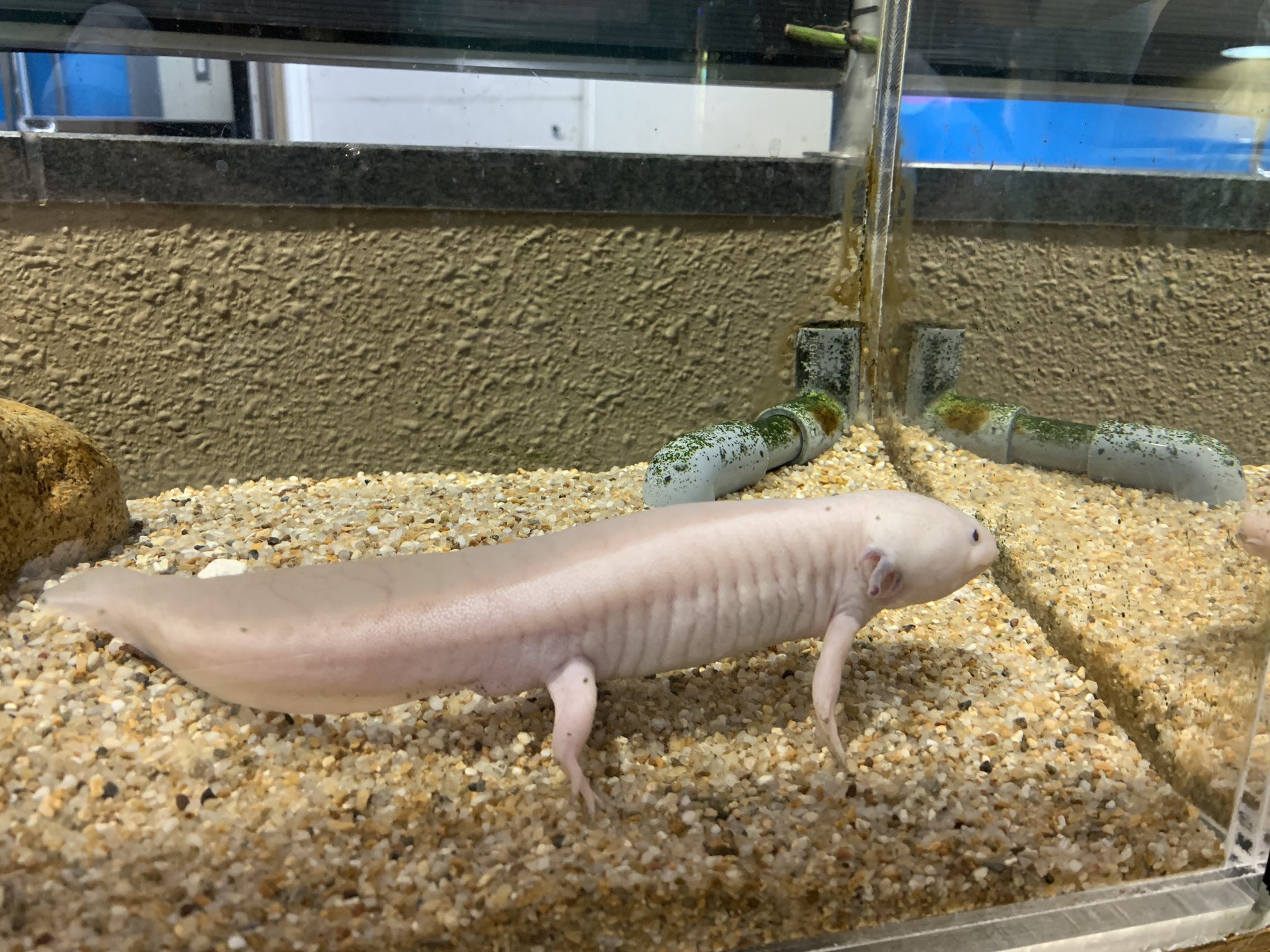 魚田阿萬 書道 オーソモレキュラー Mmt Rt Ujqitkzdsekronr ウーパールーパー 懐かしい響き 高知県境に近い水族館 おさかな館 愛媛県松野町 で再会 白い体と赤いヒラヒラ 小さな黒い目 宇宙から来た謎の生物 焼きそば Ufo のcmで人気者に