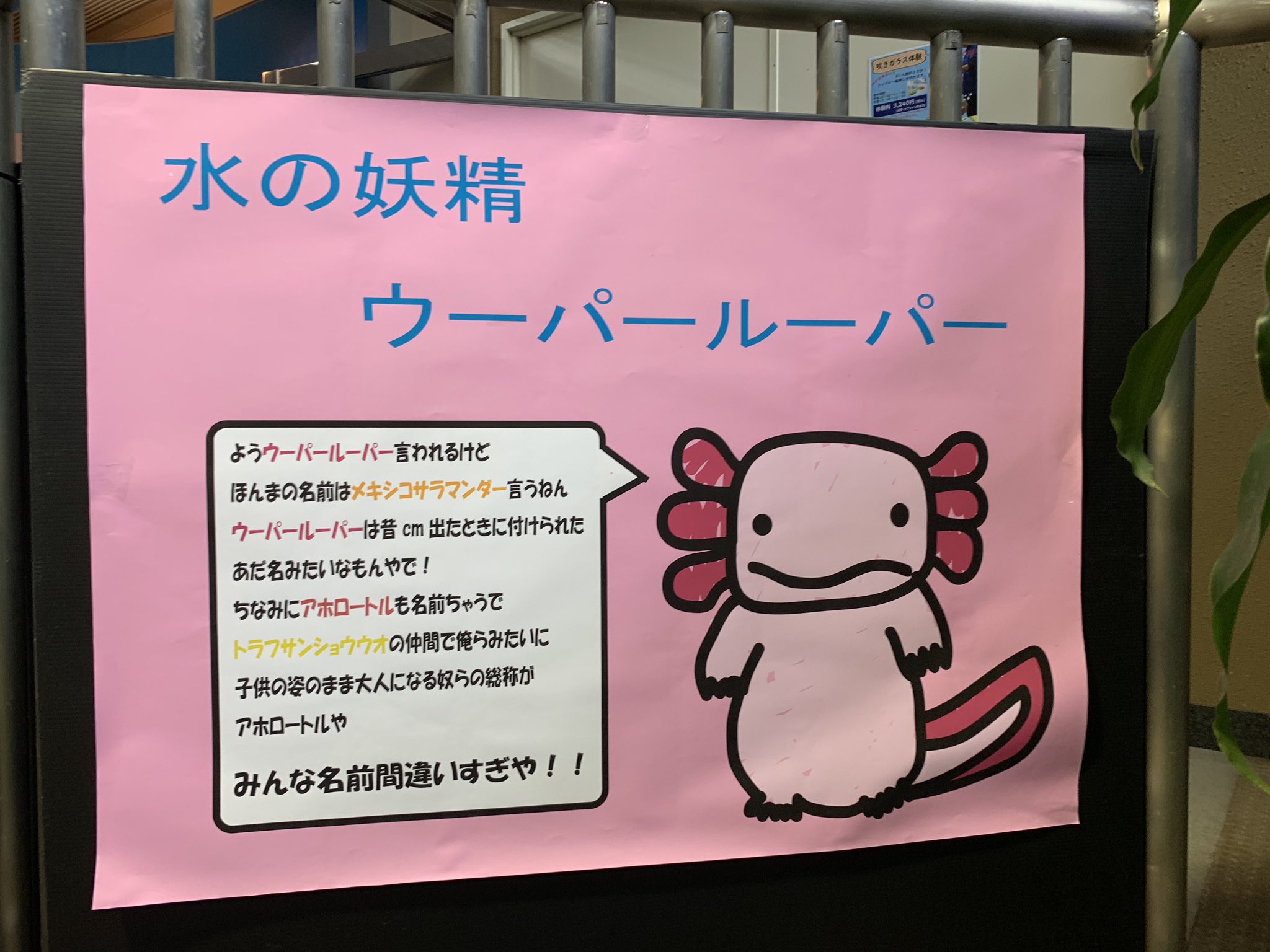 笠原雅俊 ウーパールーパー 懐かしい響き 高知県境に近い水族館 おさかな館 愛媛県松野町 で再会 白い体と赤いヒラヒラ 小さな黒い目 宇宙から来た謎の生物 焼きそば Ufo の Cmで人気者になった 砂漠を激走するエリマキトカゲも思い出す 遠く