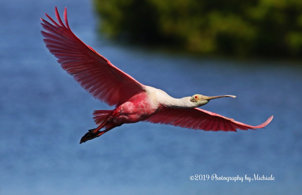 A #spoonbill in flight <a href="/DingDarlingWS/">Ding Darling Wildlife Society</a> #swfl #lovefl #nature #usfws