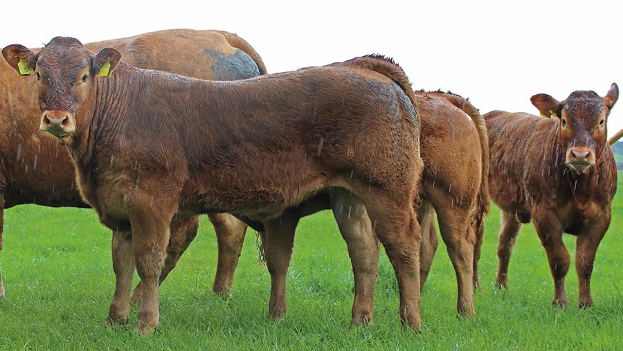 Genomic EBVs proving valuable for Limousin breeder
-Replacement females are selected on legs, milking ability, &amp; GEBV for carcass yield
-GEBV testing enables sire determination, polled status, F94L gene &amp; breeding potential
#BritishAgri via <a href="/FarmersWeekly/">Farmers Weekly</a>
 ow.ly/kI3930p5emD