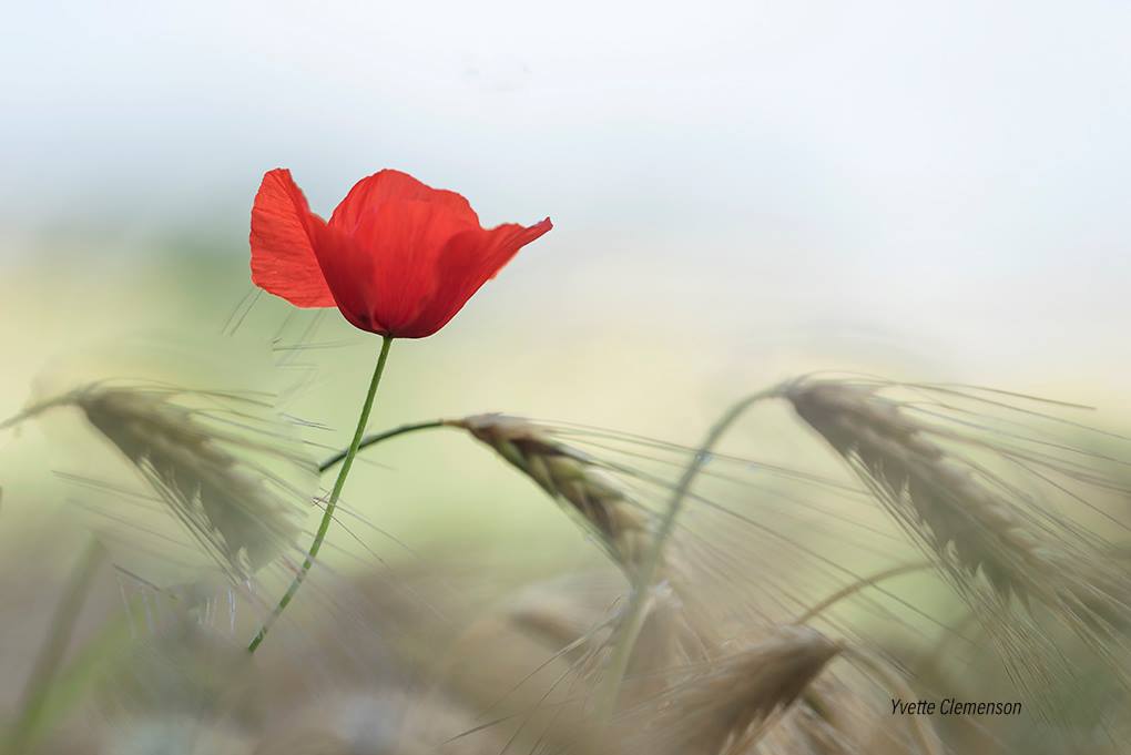 educanature's tweet photo. © Yvette CLEMENSON.
---
#educanature #photo #nature #coquelicot #poppy https://t.co/YYjthAUaSS