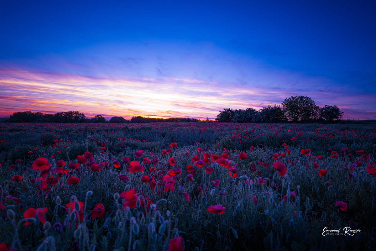 educanature's tweet photo. ©Emmanuel RAUSSIN.
---
#educanature #nangeville #photo #nature #coquelicot #sunset #poppy https://t.co/ZMR0O4mH9J