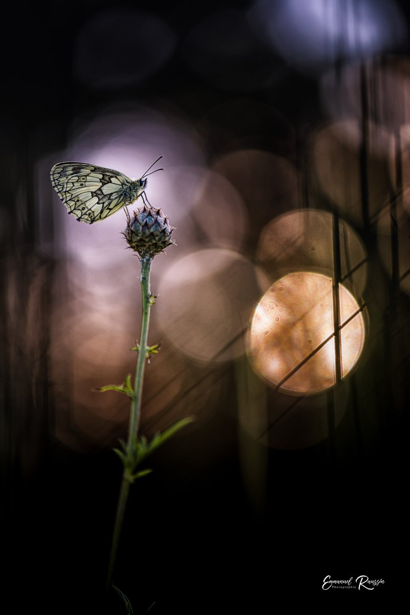 educanature's tweet photo. Demi-deuil (Melanargia galathea) lors de la sortie Educanature du 15 juin 2019.
---
©Emmanuel RAUSSIN.
---
#educanature #puiseletlemarais #photo #nature #demideuil #sunset #butterfly #sortie https://t.co/gBCQlvKlZ7