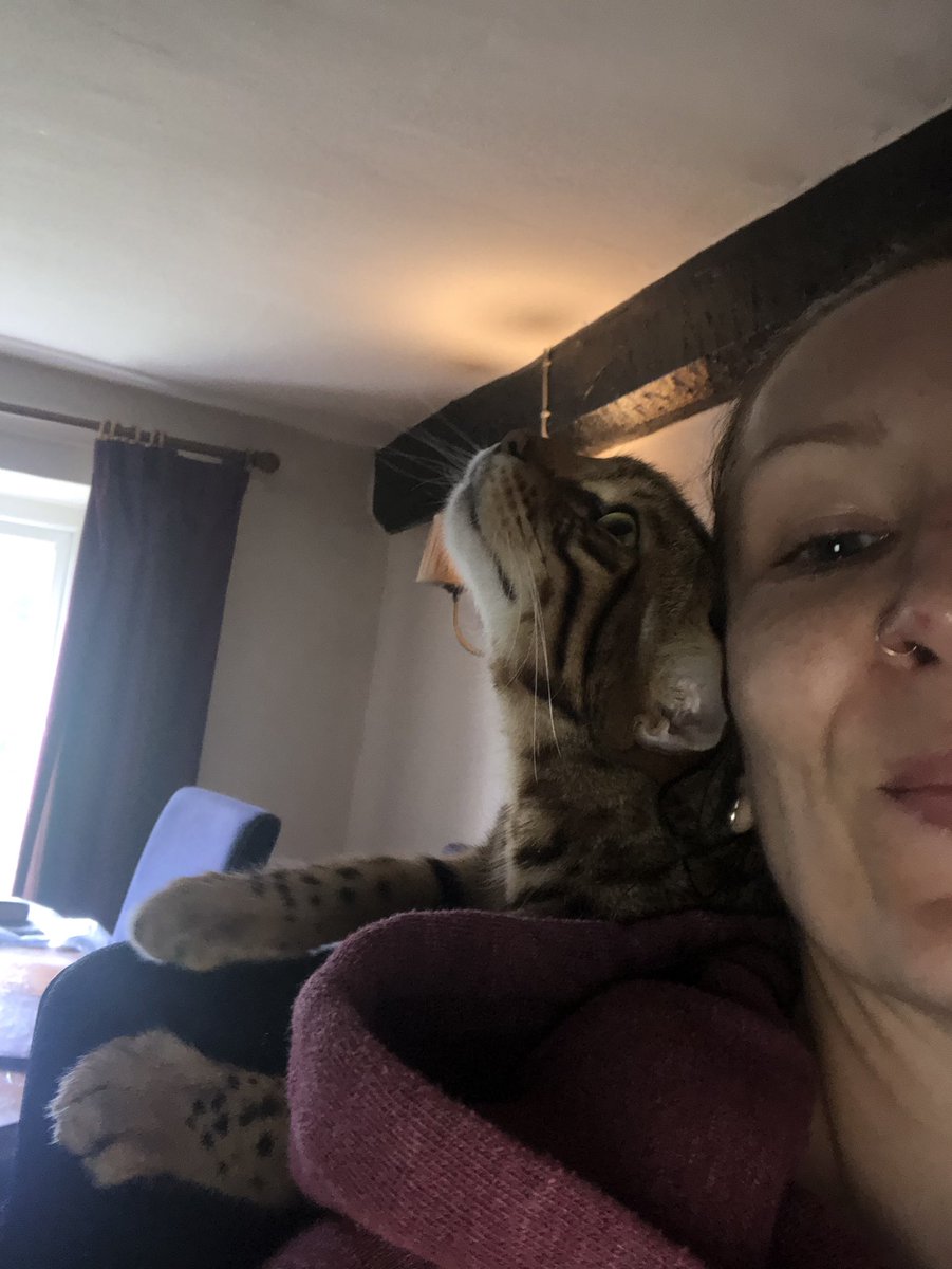 MenaceWizard's tweet photo. Mum thinks I shouldn’t sit on her shoulders whilst she’s working...so gives her kisses to make it good 😽😽😽 

#cats #Loki #Menace https://t.co/HhKDJ3hzGA