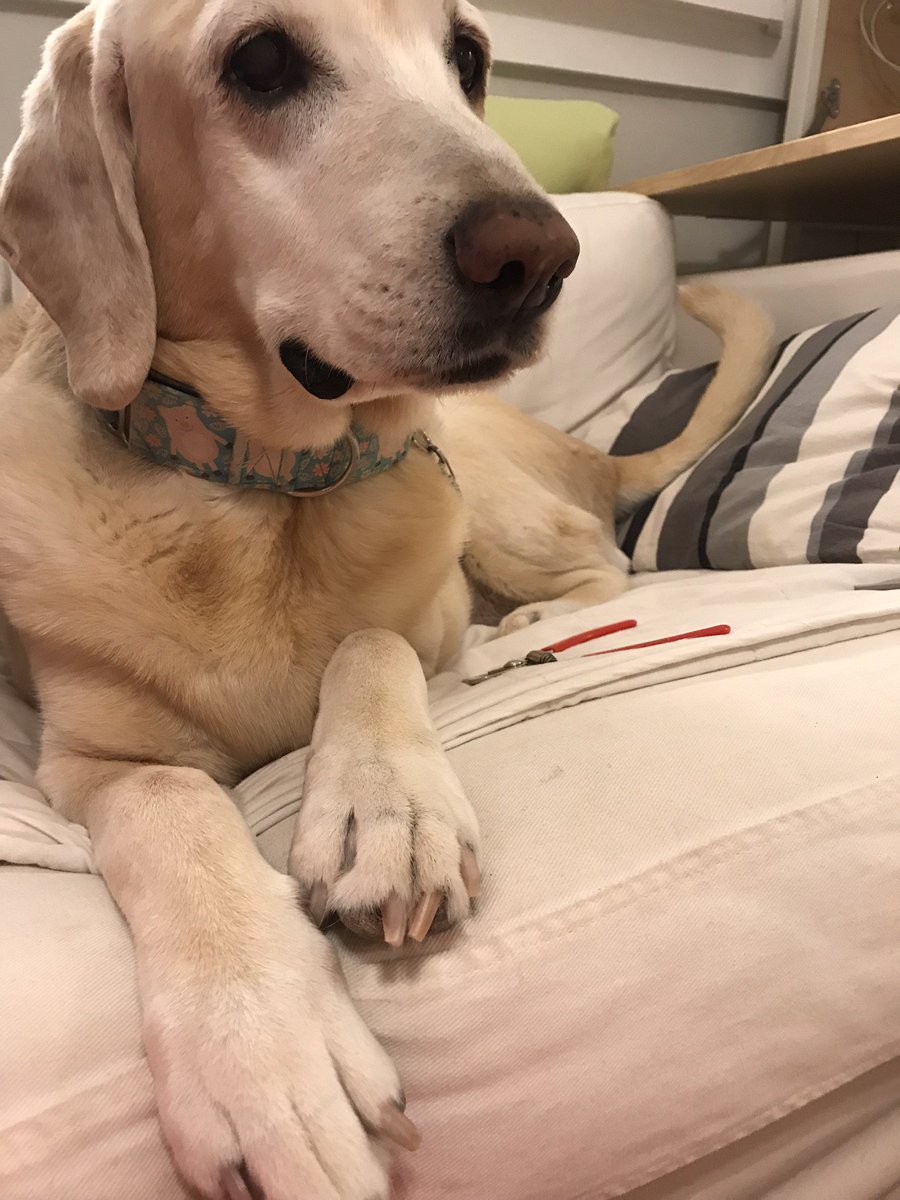 PigletteLaB's tweet photo. @Whiskey_weim It has. 💔🐾🌈 #MissingPiglette https://t.co/te1AccYmU4