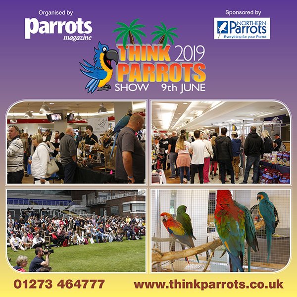 You can now see lots of photos from Think Parrots Show 2019 on our website.

Visit thinkparrots.co.uk/2019photos.html &amp; if you were at the Show, see if you can spot yourself!

Enjoy….

#parrotsmagazine #thinkparrotsshow #northernparrots #parrot #pets #parrots #birds #petlovers #parrotlover