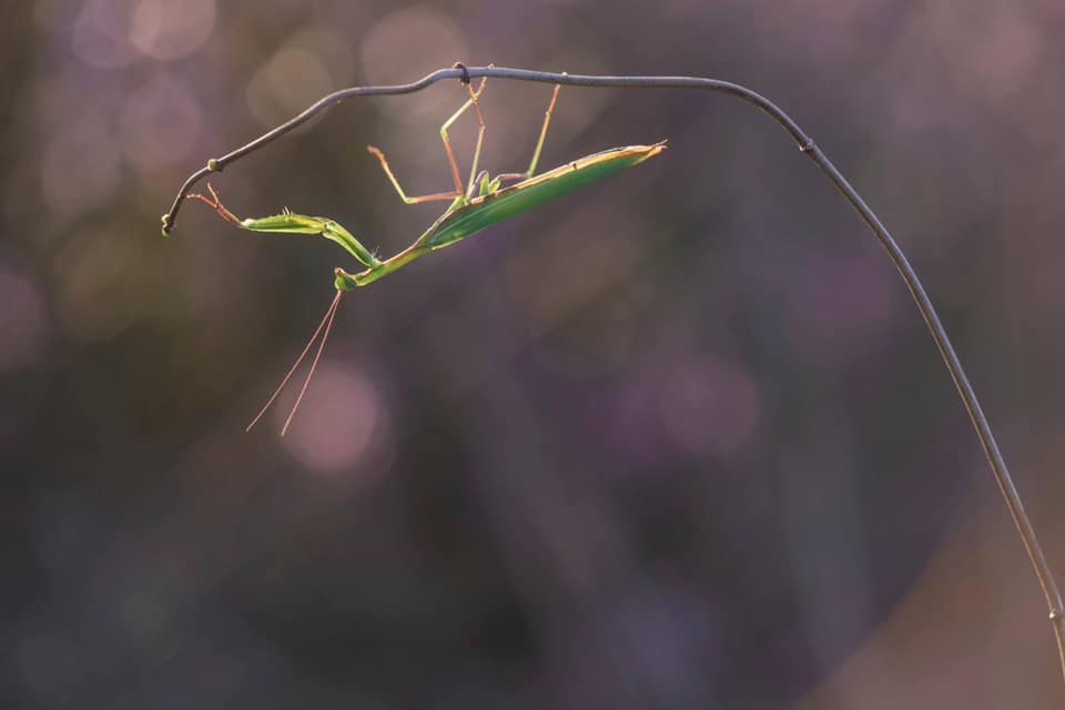 educanature's tweet photo. Educanature vous souhaite un bel été et de bonnes vacances à ceux qui  ont la chance de partir. On se retrouve à la rentrée avec une sortie à  Montauger le 31 août. A bientôt !
---
© Florence SCHMIDT.
---
#educanature #essonne #sortie #photo #nature #mantereligieuse #itteville https://t.co/JWKdb0iv3h