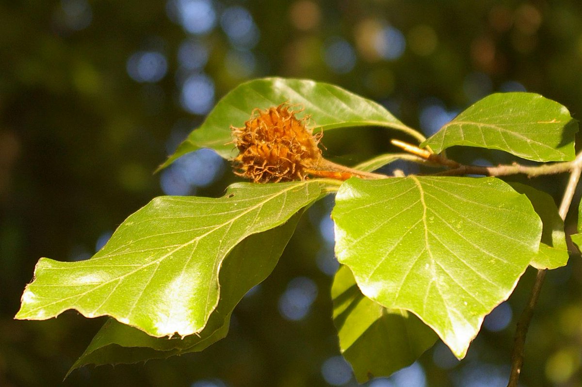 Sondergarten's tweet photo. #Gartenwissen | Zusatztermin | Mein Freund, der Baum - für Kinder (6 bis 12 Jahre) | Mi. 17.07.2019 | 11 bis 12 Uhr | #Kinderferienprogramm | Bei dieser Führung dürfen Kinder ihre Fragen über Bäume stellen. https://t.co/Uv23EhekAC https://t.co/RqC4zeU2ua