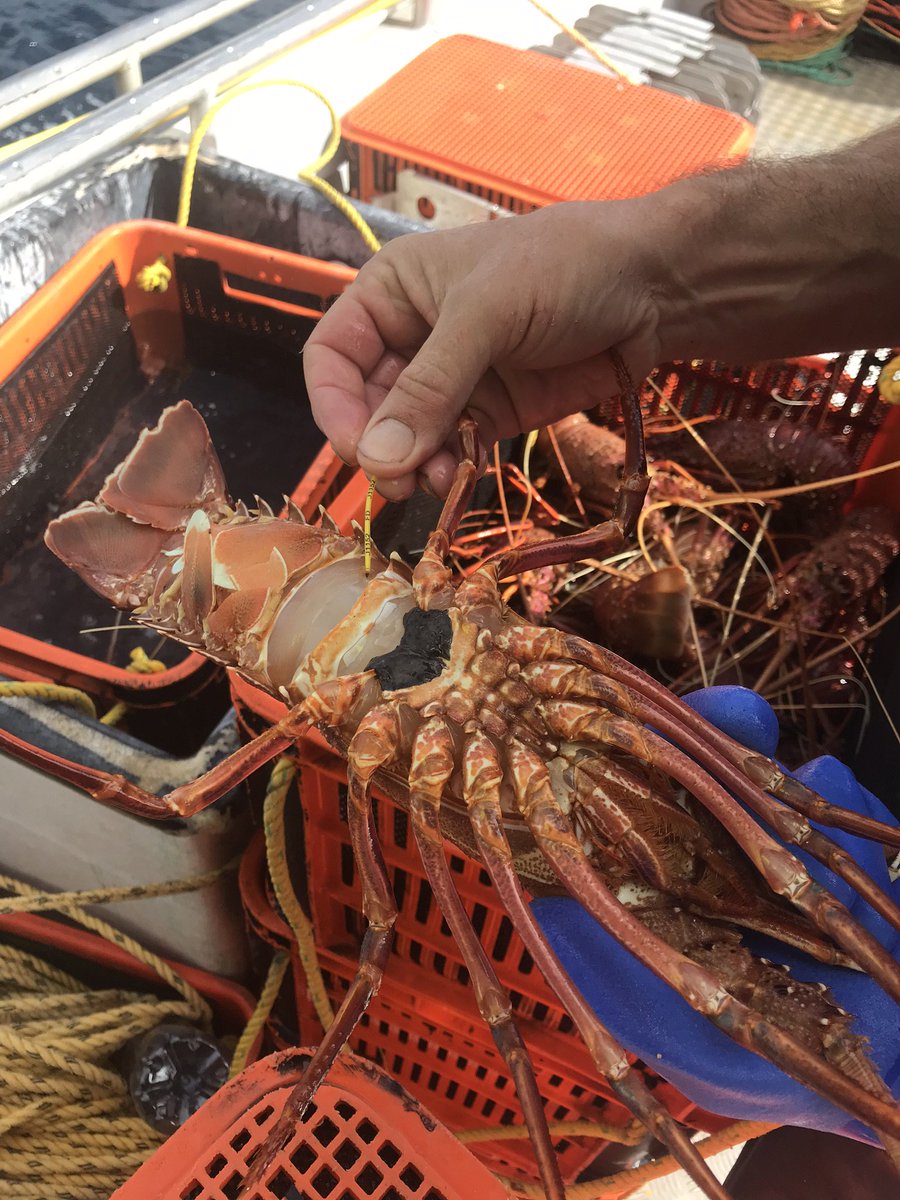 EmmajadeTuffley's tweet photo. How's this for a "residential lobster" - on a survey in a scientific research closure off Leeman last weekend, I recaptured a lobster that was first tagged and released at the exact same GPS position almost 6 years ago! #RockLobster #TagRecapture #SpaghettiTag #Catchability https://t.co/qKW5By6Sv7