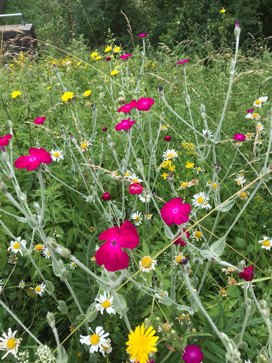 FromeMissingLnk's tweet photo. The FML #Ecology Group have been busy, and the results are clearly visible… here’s a few pictures showing what they’ve been up to (more at https://t.co/g7XjEpzUCf) #Frome #ColliersWay https://t.co/kHjYRxm1kf