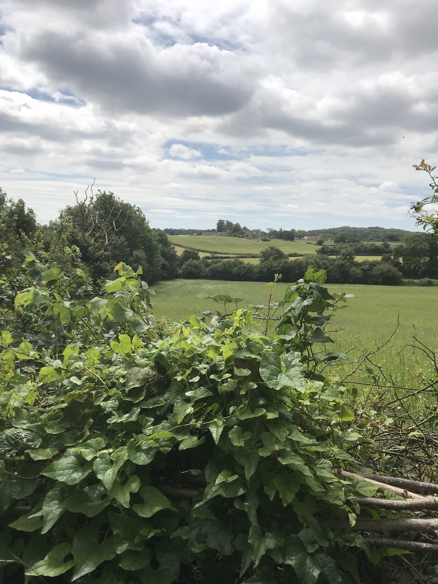 FromeMissingLnk's tweet photo. The FML #Ecology Group have been busy, and the results are clearly visible… here’s a few pictures showing what they’ve been up to (more at https://t.co/g7XjEpzUCf) #Frome #ColliersWay https://t.co/kHjYRxm1kf