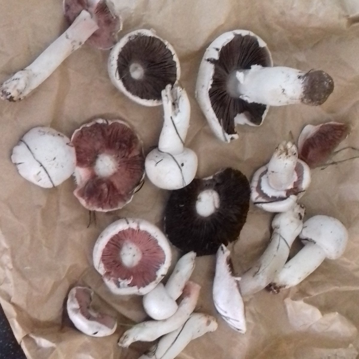 wild mushrooms i picked 🍄🍄🍄🍄🍄