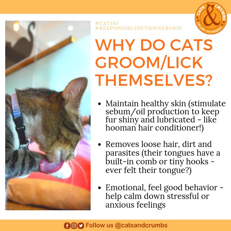 catsandcrumbs's tweet photo. Ever wonder why cats like to lick themselves? 😺
Well it’s to keep their skin healthy and clean. They even have a built-in comb in their tongues- how ameowzing is that?
And it helps calm them down. 😻
#cat101 #responsiblepetownership #catsandcrumbs #catcafe #Marikina https://t.co/EFZoJm921W