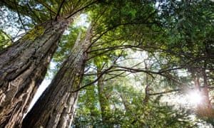 Tree planting "It is available now, it is the cheapest [solution] possible and every one of us can get involved.” theguardian.com/environment/20… #ideas #inspiration #climate @theguardian