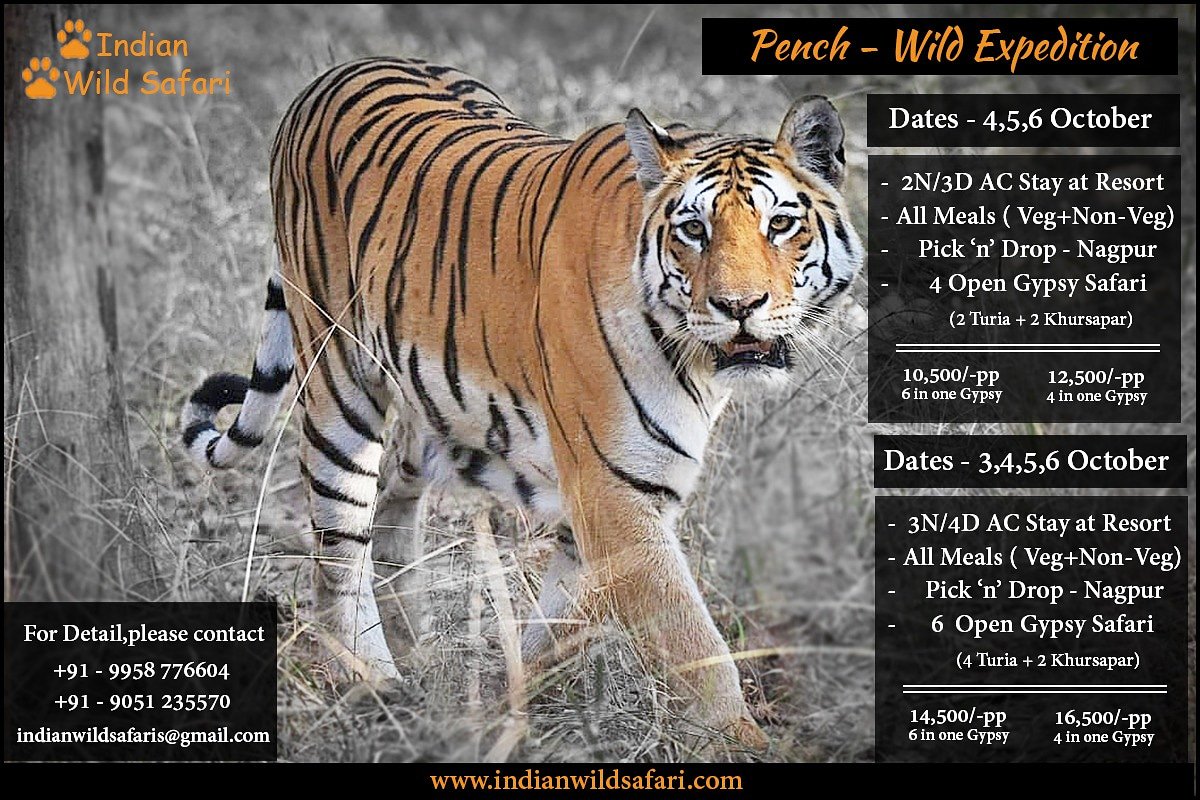 #indiatravels  #indianwildlifephotography #wildlifephotography #bengalcat #savethetiger #instaphoto #nature #travelandtours #photography