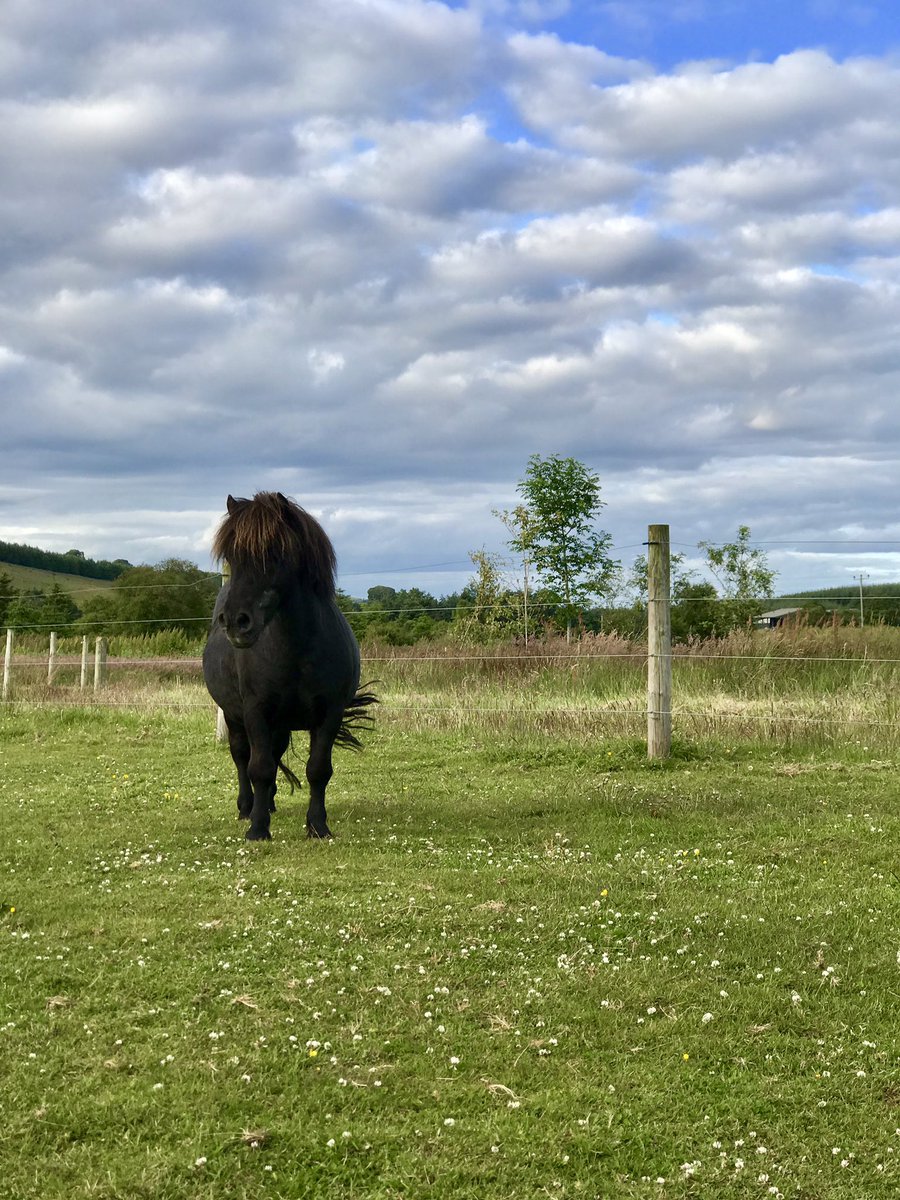 KAEquestrian's tweet photo. Such a cutie 🥰 #shetlandpony #equestrian #equestrianlife https://t.co/f3rCcbuK1M