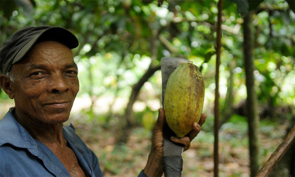 CocoaAlliance's tweet photo. A sustainable sector, depends on the competence of farmers. Unless they are independent entrepreneur, the Illusion of a “Sustainable Cocoa Sector” will only strengthen those who deny farmers from their rights. Direct sourcing "key" to a Sustainable Sector https://t.co/NxWkhbHczQ https://t.co/pIYo8pE2zI