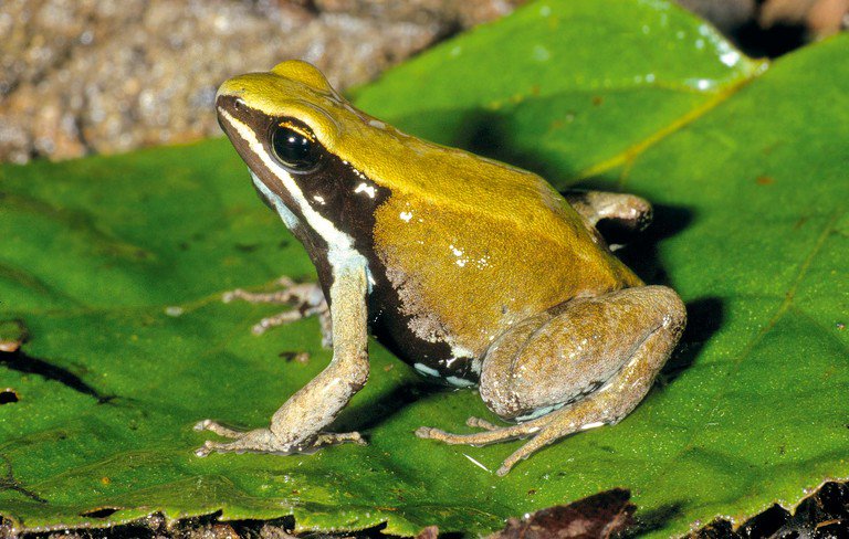 sahonagasy's tweet photo. #Mantella_viridis is a species of frog in the family Mantellidae, endemic to Madagascar. Its natural habitats are subtropical or tropical dry forests, rivers, intermittent rivers, and heavily degraded former forest. It is threatened by habitat loss.

Photo by Miguel Vences https://t.co/0X4I1UOKGH