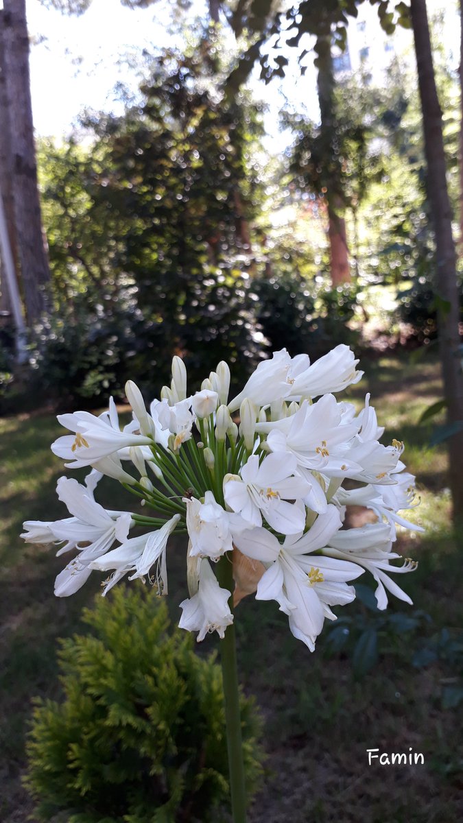 Günaydın
#Çarşamba
#günaydın #goodmorning #gutenmorgen 
#rojroni #goeiemôre #buongiorno
#buenosdias #hyväähuomenta #zāoān #godmorgen #kalimera #dobroyeutro
#beyaz
#çiçek
#fotoğraf
#white
#Flowers
#naturephotography
#natureflowers
#photo
#photography
#Twitter
#HayatveNotlar #Famin