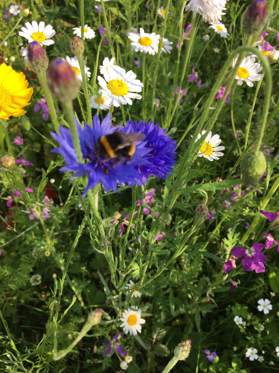 AdamCookson9's tweet photo. Good to be reminded about how important our environment is to our wellbeing. #greeningsowton Thanks @Kernowkeeno @EnvAgency @DevonWildlife https://t.co/9BIDu8c6lr
