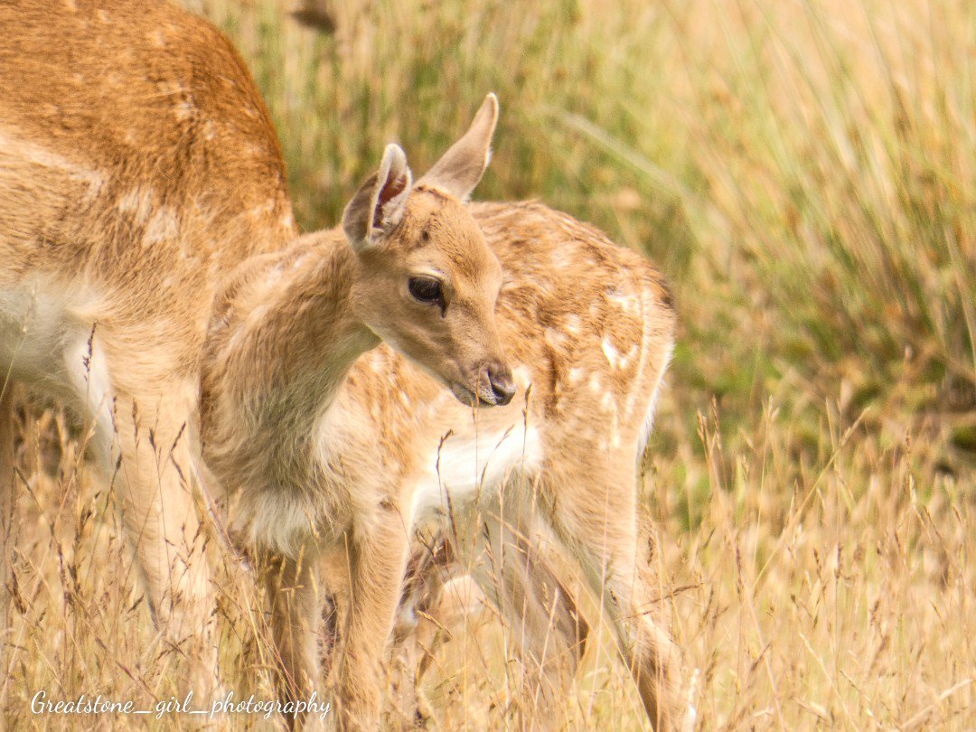 GreatstoneG's tweet photo. Young fawn at Knole Park @nationaltrust #fawn #knolepark #sevenoaks https://t.co/WXuRFPwj2U