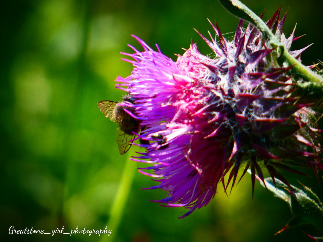 GreatstoneG's tweet photo. Close up photos of this fluffy bumble bee #savethebees #bees #insects #closeups #photography #amaturephotography #flowers https://t.co/cMWUChAyZE