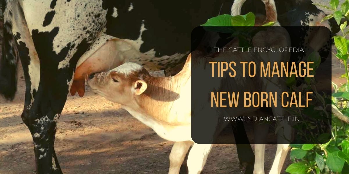 IndiancattleO's tweet photo. @DrMustajaabKhan We are experimenting with different media to communicate knowledge to our farmers. 🐂  
Plz, do let us know if you are interested in knowing other topics of interest for developing podcast in future. 🙂
https://t.co/yKqsqPv9BW 
#cows #veterinary #DairyCows #dairy https://t.co/7hFo8jrZ2J