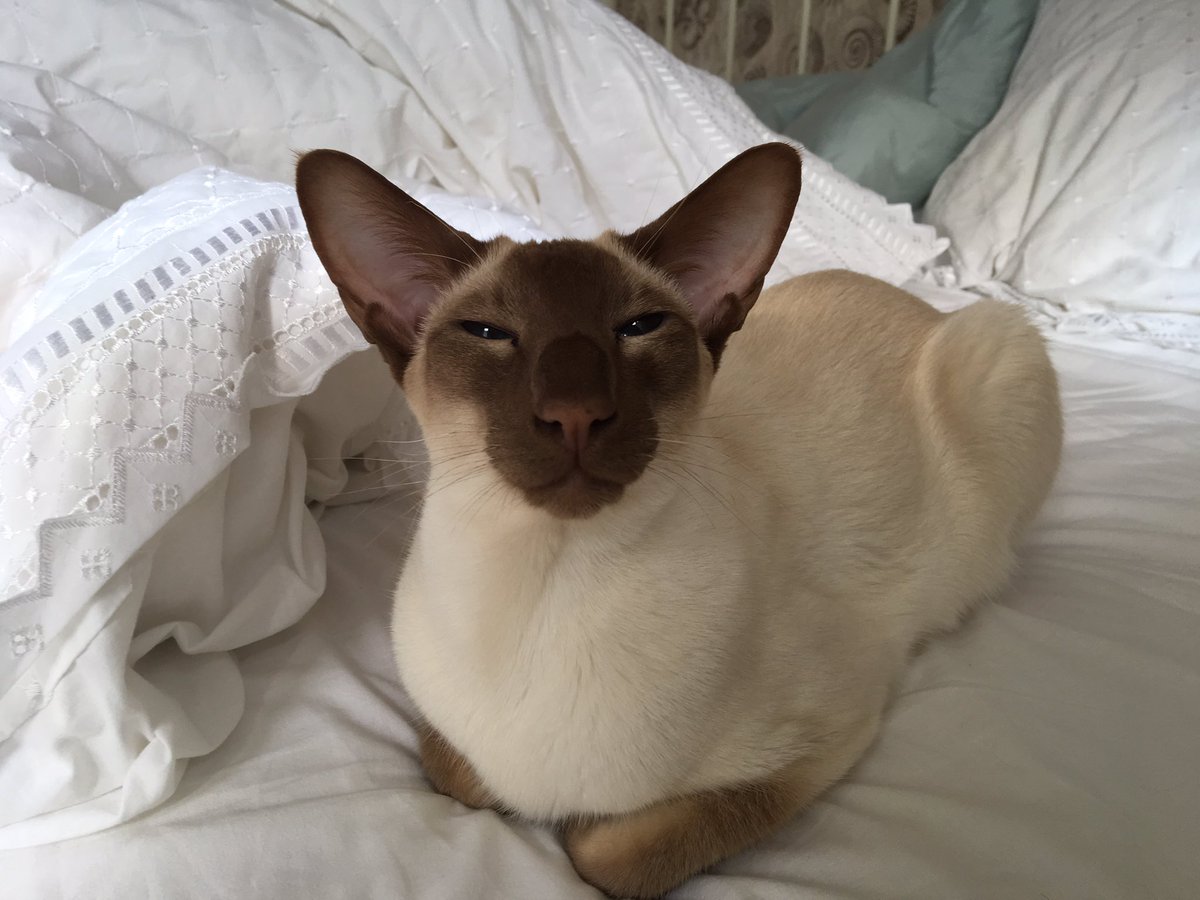 Diablo_Siamese's tweet image. Just #loafingaround this morning not sure what all the fuss is about #gettingreadyforwork #handsomedevil @jolenehunter #CatsOfTwitter #catsofinstagram