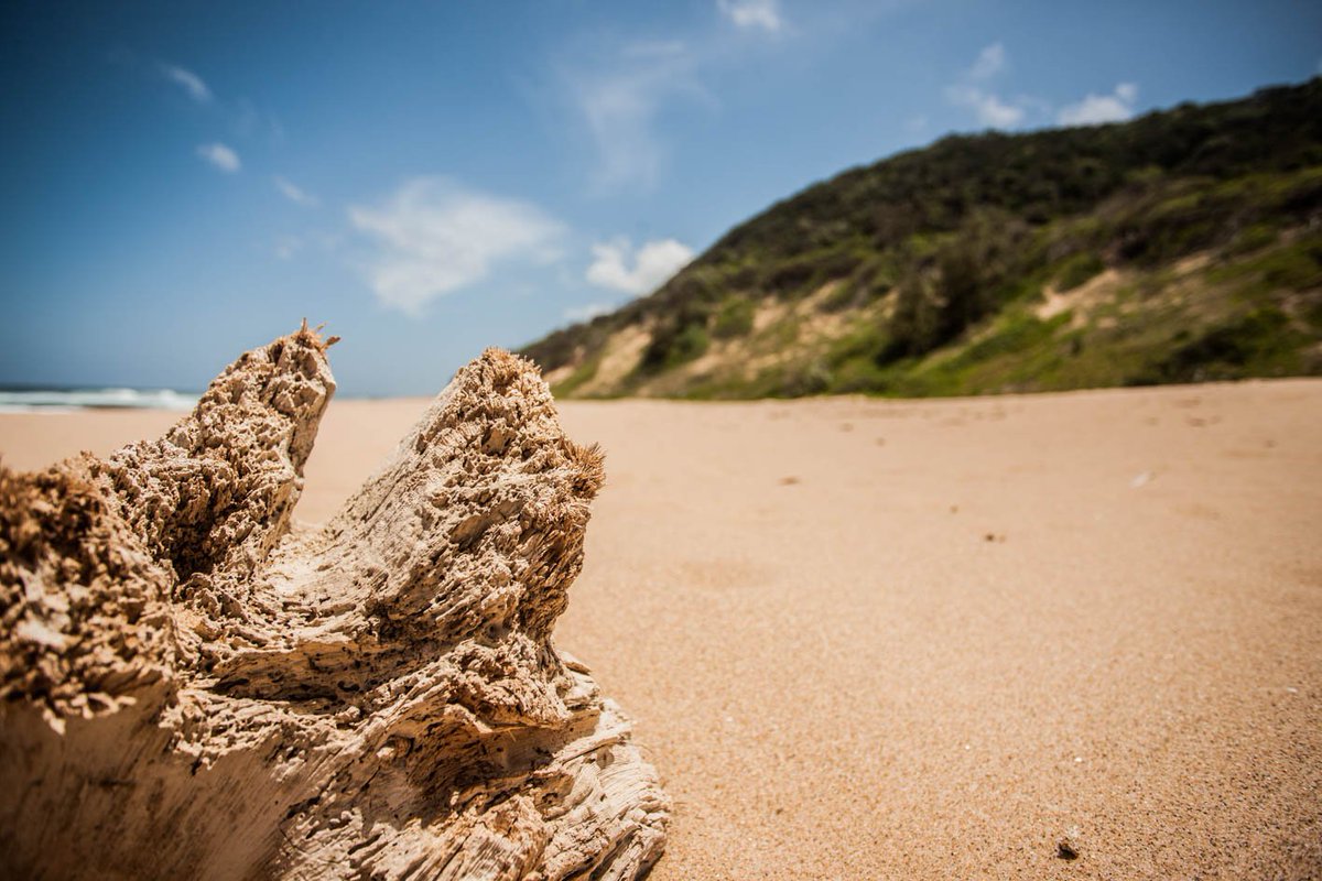Makakatana's tweet photo. How about ending your safari off here for a bit of winter sun? ☀️😎
https://t.co/zVCLerGDDk
#BeachSafari #BeachAndBush #BestOfBoth #IndianOcean #BlueSkies #Sand #Sea #Swim #MakakatanaBayLodge #KwaZuluNatal #iSimangalisoWetlandPark #LakeStLucia #SouthAfrica https://t.co/mcmBtbBnh2