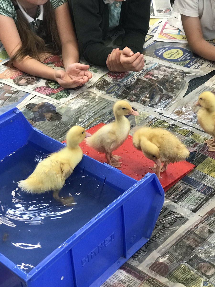 Ducklings! 🐣🐥💕