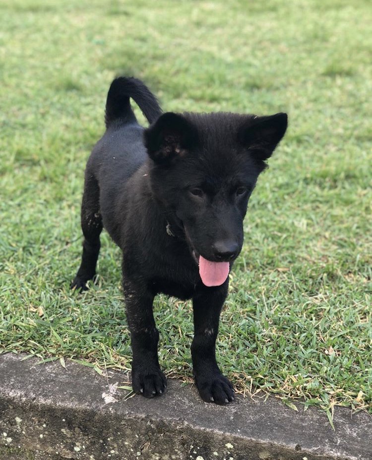 Bali_Institute's tweet photo. Reposting from professor @bmanciagli  "A special tribute to the beautiful dogs of Bali. ❤️🐶 While one still sees heart-wrenching cases of suffering, overall, I've noticed a marked difference over the years in the general attitudes towards and care of dogs [in Bali]..." https://t.co/E4FegmeSeT