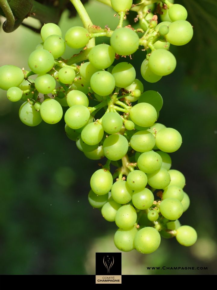 | Au cœur des vignes | 🌿

Les baies continuent de grossir, après le stade "grains de plomb", les baies passent au stade "grains de pois". 🍇  #Champagne