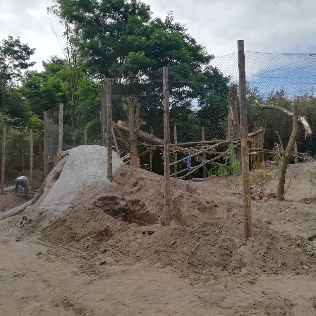 ZooinsideNL's tweet photo. Het fossa verblijf in #Zooparc overloon begint vorm te krijgen! Een erg leuke toevoeging van deze unieke diersoort voor Nederland.
#dierentuin #libema #zoo #brabant #zooparcoverloon https://t.co/Yc1GFDRp7U