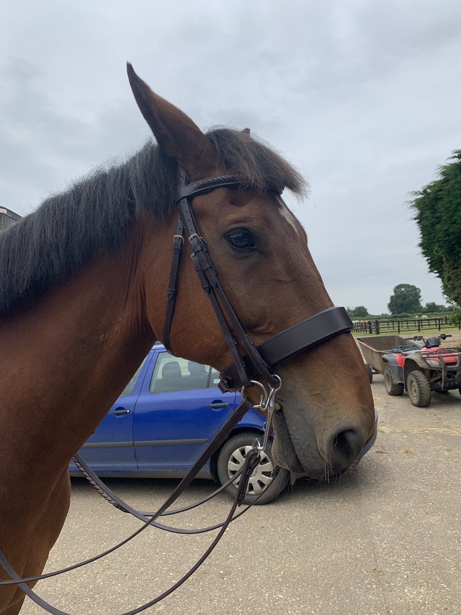 No. I do not want to do the things. #grumpy #moody #nope #horse #showhorse