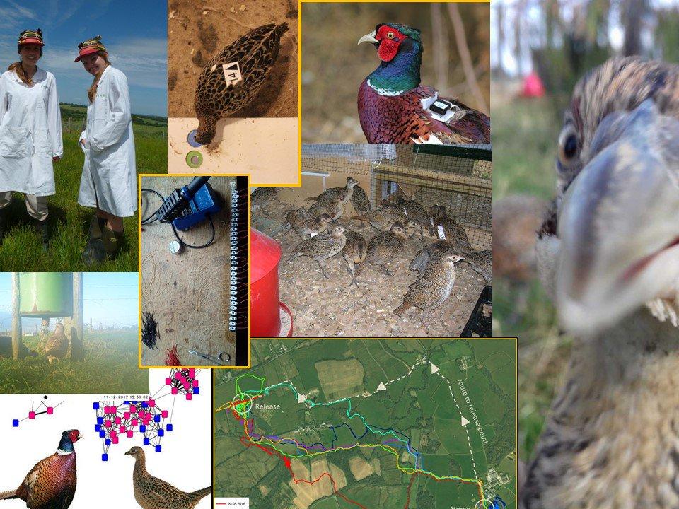 pec_exeter's tweet photo. @MsChristineB gives the student plenary talk (👏👏👏) at #BESQuantMove2019 meeting today, revealing how an individual's spatial memory, measured early in life in the lab, can predict their improvement in movement efficiency as they start to explore the real world IN PHEASANTS https://t.co/sds7Eyal2I