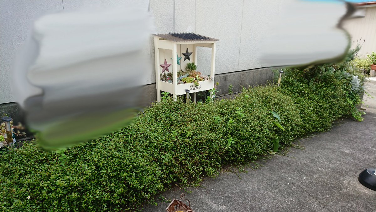 Toma Tomato 朝から 庭と家の周りの草引きして 最後はモッサモサになったワイヤープランツを全部のけようと頑張ってたけど もう 無理 ｼｭﾝ 腰も背中も腕も痛くて 今日はここまで W ﾉ End 草引き ワイヤープランツ