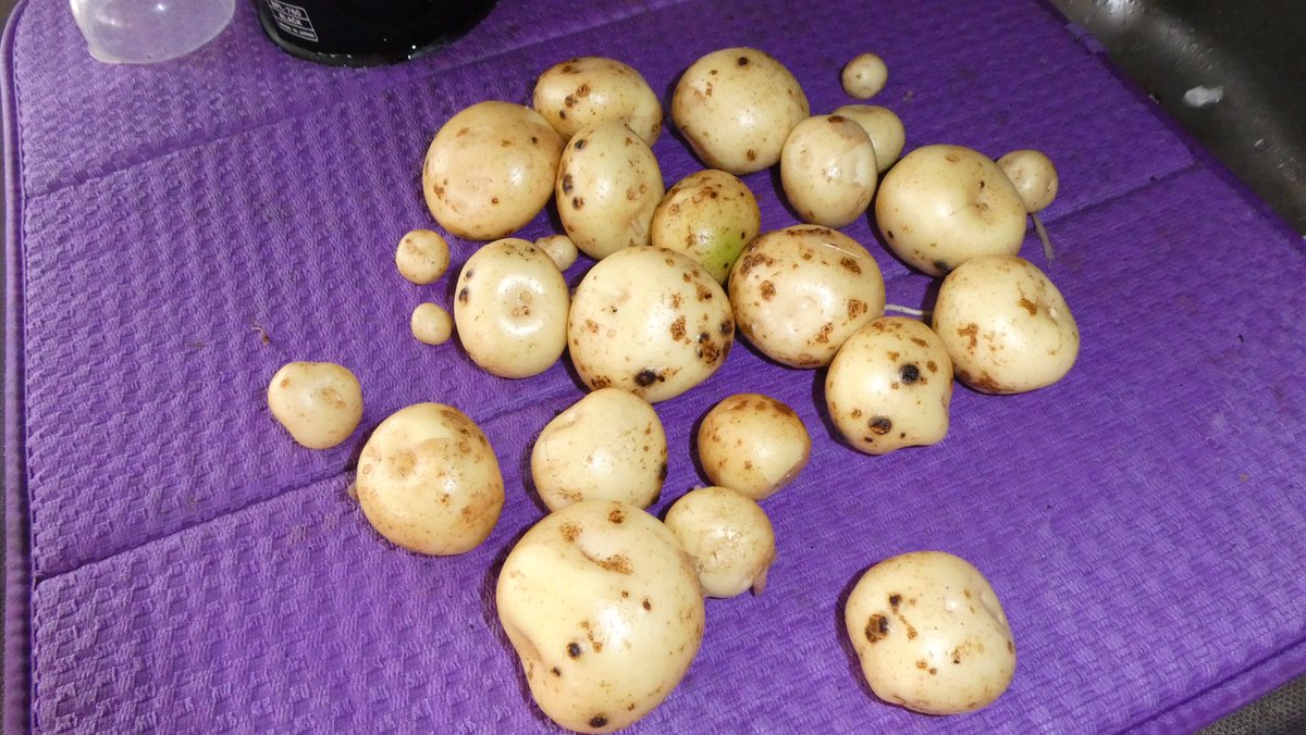 Gronsakslandet's tweet image. När första skörden är gjord, sätter man ny potatis för höstskörden 🍎 #potatis