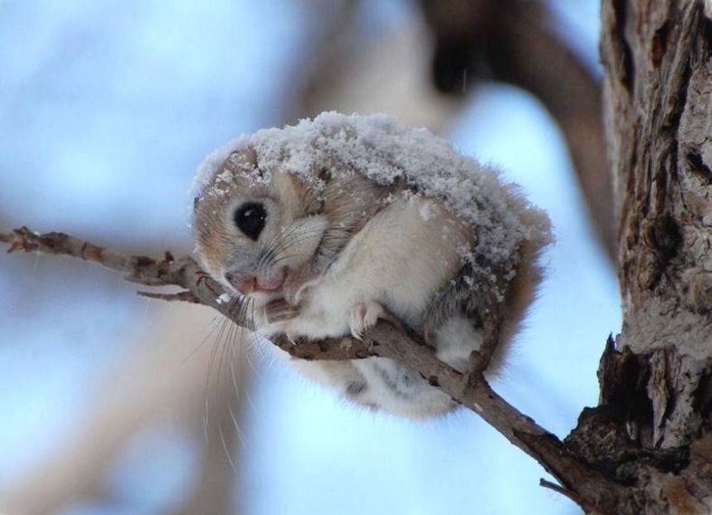 Massimo On Twitter The Japanese Dwarf Flying Squirrel Is 14 20 Cm Long It Weighs Just 150 220 G Https T Co 24ed9adzc2